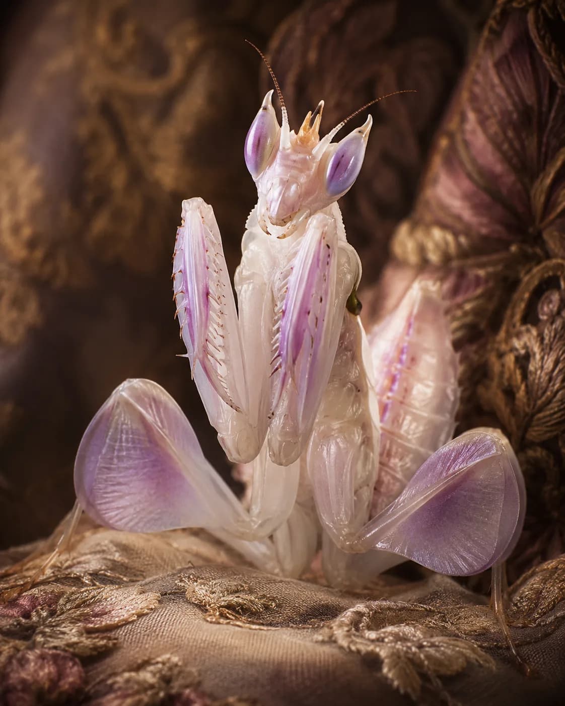 Orchid mantis luxury macro portrait, generated with Entomological Glamour Portraits